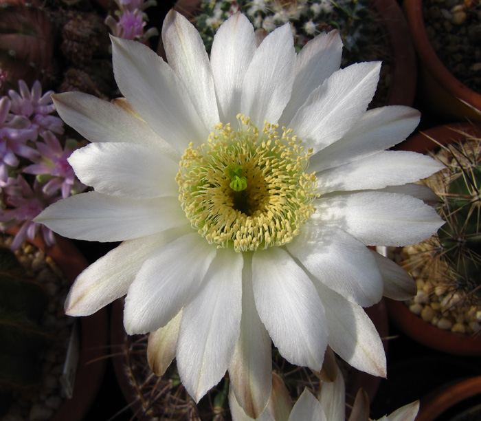 Echinopsis leucantha flower